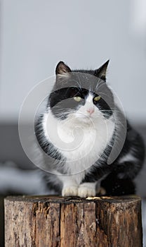 Black and white cat siting outdoor