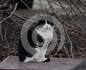 Black and white cat sits among the branches of a tree