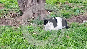 black and white cat sits in green grass near a tree, nature, pets