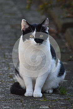 Black and white cat