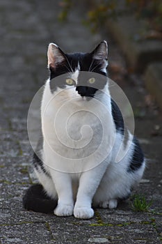 Black and white cat photo