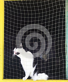 A black and white cat sits at the window behind the net, meowing loudly and asks him to let him go outside.