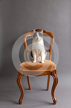 Black and white cat sitting on antique wooden chair set on seamless grey background looking intently towards the camera