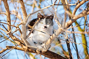 Black and white cat is sitting on the tree
