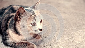 Black and white cat sitting on concrete background