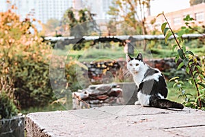 Black and white cat sitting on the edge of a concrete slab in autumn