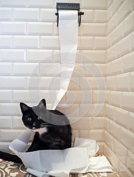 Black and white cat sitting on the floor in a pile of unrolled t