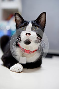 A black white cat sitting on the floor in a room and looking for something ahead