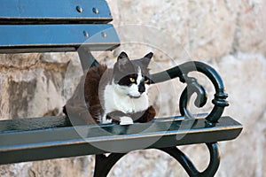 Black and white cat sitting on a green bench in the Old City of Dubrovnik, Croatia.