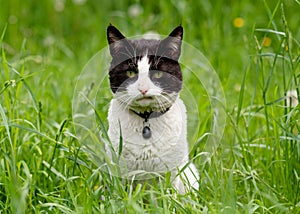 black and white cat sitting on green grass