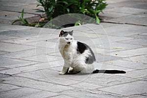 Black and white cat