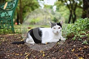 Black and white cat is sitting on a park