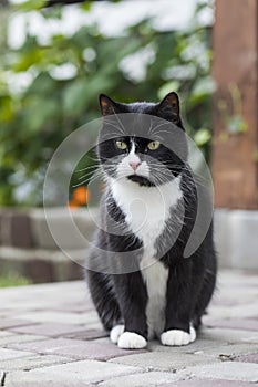 The black-and-white cat is sitting on the pavement with a thoughtful look