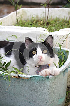 Black and white cat sitting in the plant basket