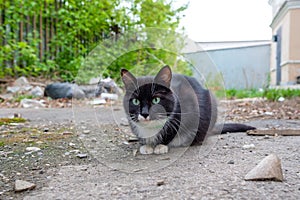 Black-and-white cat sitting on the road in collar got