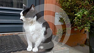 Black and White Cat Sitting on Step Next to Door