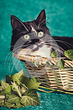 Black and white cat sitting in a straw basket