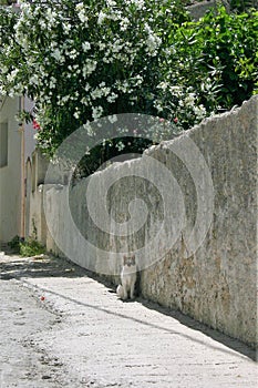 A black and white cat sitting on the street in Greece