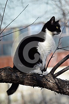Black and white cat sitting on a tree