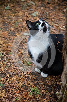 Black and white cat sitting under a tree