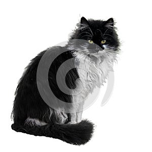 Black and white cat sitting on a white background.
