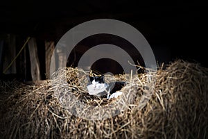 Black and white cat sleeping in a barn