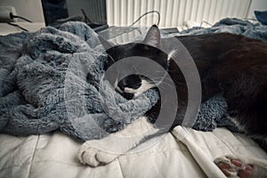 Black and white cat sleeping on blanket