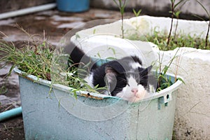 Black and white cat sleeping in the blue plastic plant basket