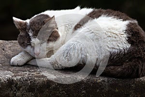 Black and white cat sleeping on the edge of a wall photo