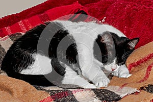 Black and white cat sleeping on a red plaid