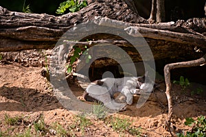 A black and white cat sleeping on the sand under the roots of a tree on sunny day