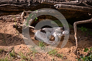 A black and white cat sleeping on the sand under the roots of a tree on sunny day