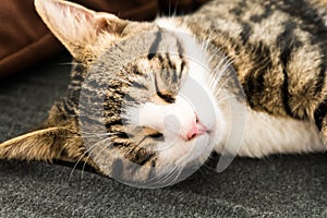 Black and white cat sleeping on a sofa.