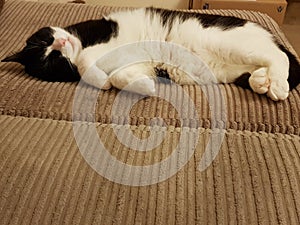 Black and white cat sleeping on sofa