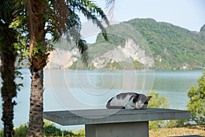 A black and white cat sleeping under the shadow of the tree