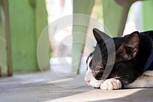 Black and white cat sleeping with warmth of sunlight