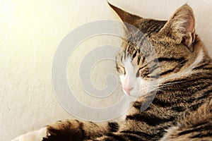 Black and white cat sleeping on a white sofa.