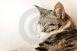 Black and white cat sleeping on a white sofa.