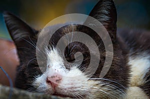 Black white cat sleeping at the yard