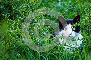 A black and white cat is sneaking  through a field