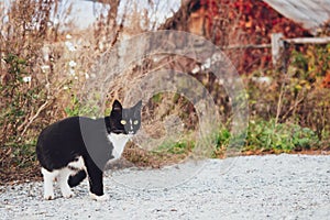 Black and white cat sneaks in the grass on the background of a wooden house, autumn, village