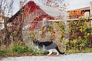 Black and white cat sneaks in the grass on the background of a wooden house, autumn, village