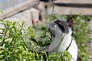 Black and white cat sniffing and eating fresh green grass