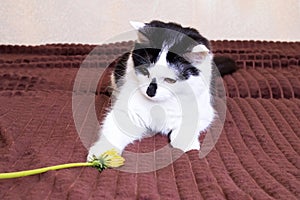 Black and white cat sniffs a dandelion