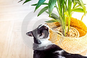 Black and white cat sniffs a green plant in a wicker basket. free space