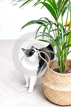 Black and white cat sniffs a green plant in a wicker basket. Vertical photo