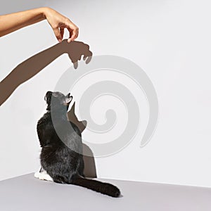 Black and white cat stand. hand frighten pet. Shadow at wall