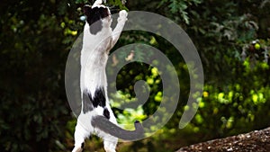 Black and white cat standing in the garden