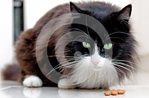 Black and white cat staring with big whiskers