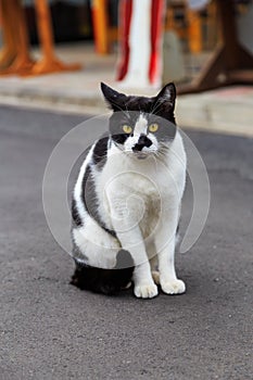 Black and white cat on the street of Shin Okubo in Shinjuku district of Tokyo, Japan.